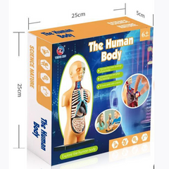 3D-анатомічна модель торсу людини