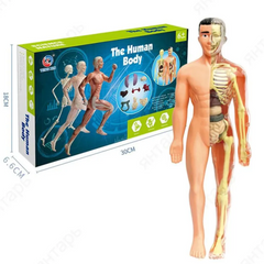 Модель тіла людини 3D. Дитячий набір Будова тіла людини