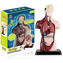 3D-анатомічна модель торс людини. Дитячий набір