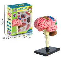 Модель людського мозку з підставкою