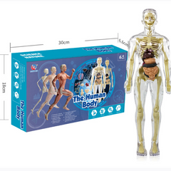 Дитячий набір "скелет людини". 3D-анатомічна модель скелета прозорі людини.